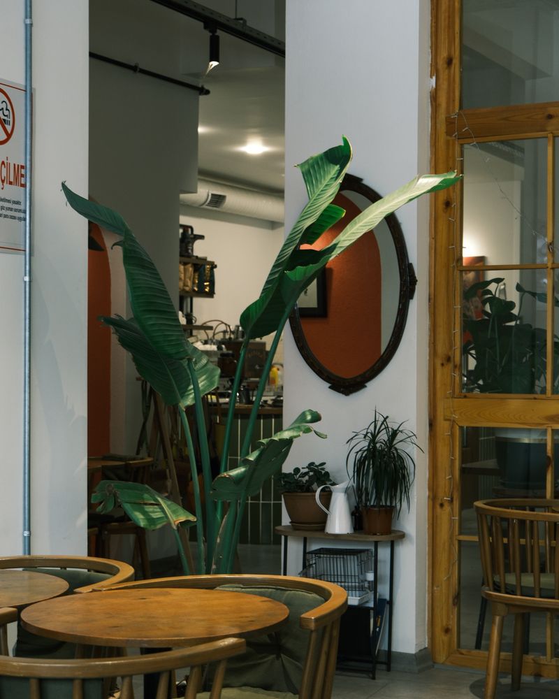 A cosy café corner with timber furniture and greenery
